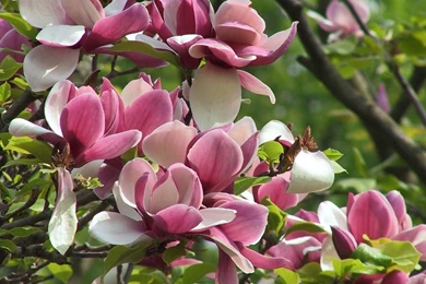 Free Download Desktop Backgrounds Free Wallpapers & Screensavers ...