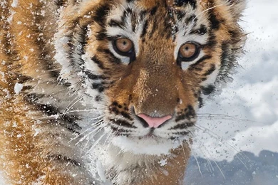 Download Cell Wallpapers Free