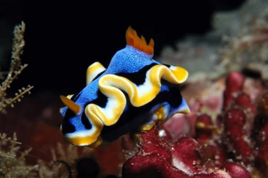 Download Unique Sea Life Water Wallpapers Free By Udhao.net