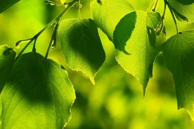 Hd Mobile Wallpapers Wallpapers HD Wide