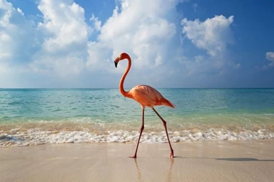 Pink Flamingo HD Wallpapers – Another Part Of Me