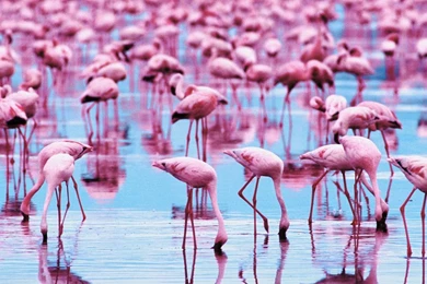 Flamingo Wallpapers