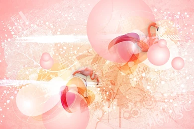 Pink Flamingo Wallpapers 1059348