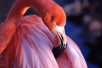 Pink Flamingo Wallpapers 178103