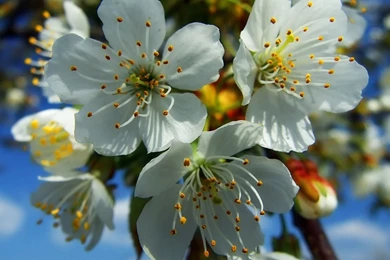 Download Beautiful Blooming Unique Flower Wallpapers