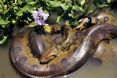 Anaconda snake hd wallpapers free download outstanding hd desktop ...