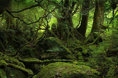 Forest Nature HD Desktop Wallpapers Nature Wallpapers HD