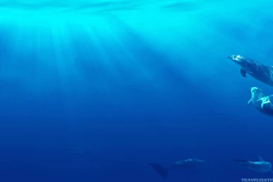 Amazing Dolphins Wallpapers