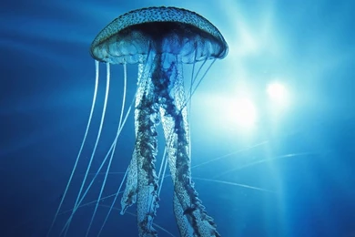 Deep Sea Free Wallpapers In HD