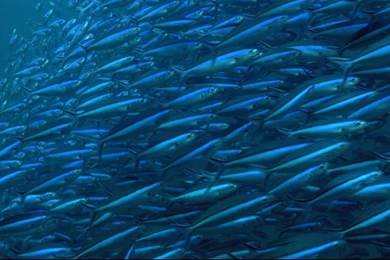 DEEP SEA FISHING WALLPAPER (