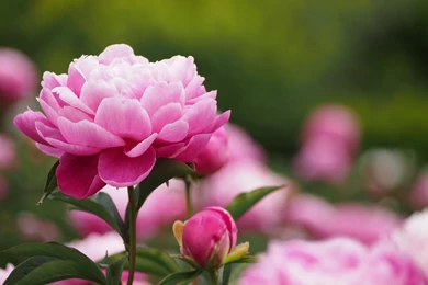 3787x2706px Light Pink Peony Wallpapers