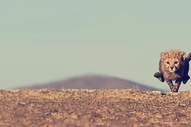 Cheeta Little Running Awesome 1920 X 1080 For Monitors ...