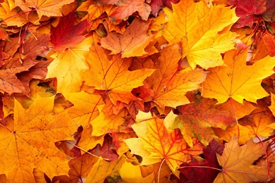 Autumn Leaves Backgrounds Wallpapers Cave