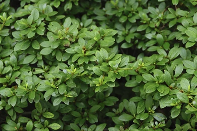 Emerald Green Leaves Backgrounds Foto Du Jour