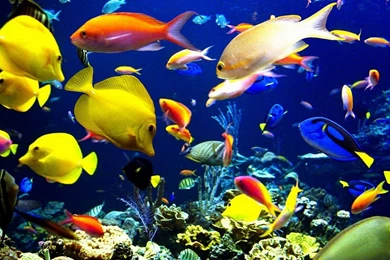 Tropical fish digital art wallpaper.jpg