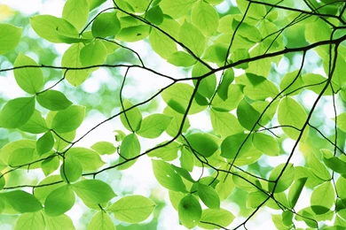 Green Trees Wallpapers HD Wallpapers Lovely