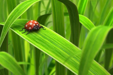 Wallpapers Green, Grass, Ladybug, Ladybird In The Grass.