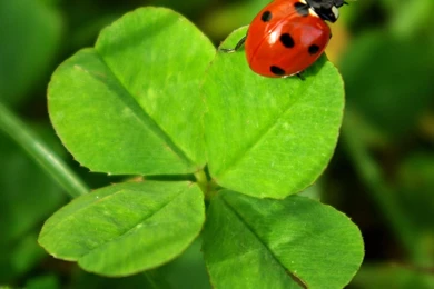 LADYBIRD WALLPAPER (