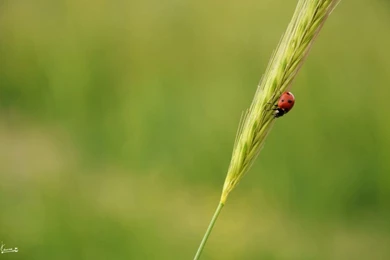 Ladybird Wallpapers By 7usaM On DeviantArt