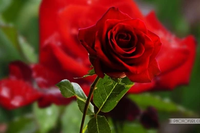 Most Beautiful Pink Yellow Rose Flowers Wallpapers Laptops Or ...