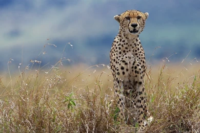Cheetah Wallpapers Animal Wallpapers