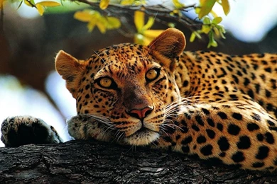 Best Car 2015: Cheetah Wallpapers