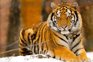 Siberian HD Animal Wallpapers