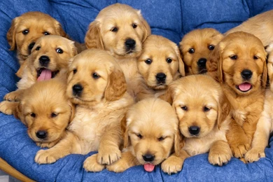 Golden Retriever Puppies Wallpapers