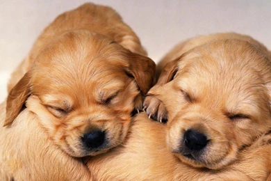 Cute Golden Retriever Puppies Wallpapers Image