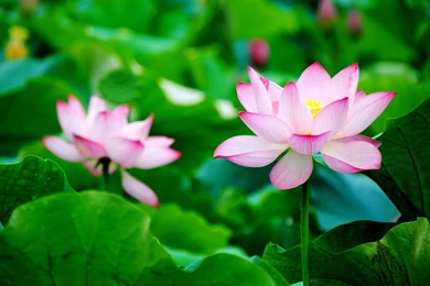 Lotus Flower Wallpapers