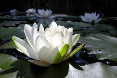 Lotus flower wallpapers.jpg