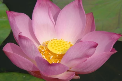 Lotus Flowers Wallpapers HD