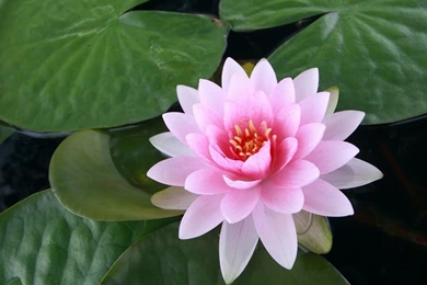 Lotus Flower Wallpapers HD