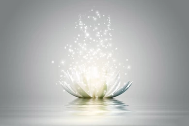 Lotus Flower Wallpapers