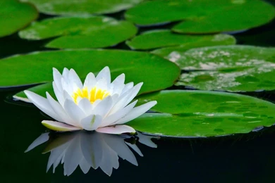 Lotus Flower Images