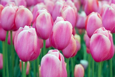 Lotus flowers flower hd wallpapers.jpg