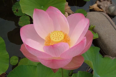 Pictures Of Lotus Flower Wallpapers HD Wide
