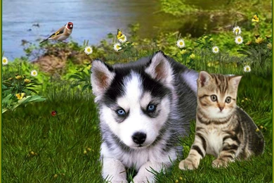 DOG CAT WALLPAPER (