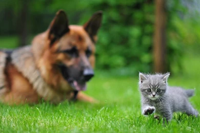 Desktop picture of a dog and cat wallpaper.jpg