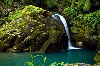 Rainforest desktop background.jpg