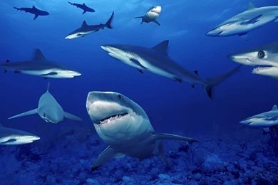 Pics, Facts, Funny Stuff About Animals & Nature Shark Wallpapers ...
