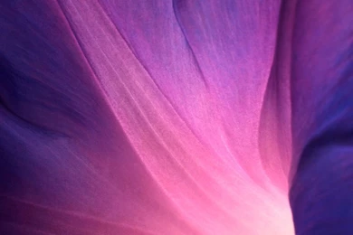 Sony Xperia Z1 Official Stock Flower Lock Screen