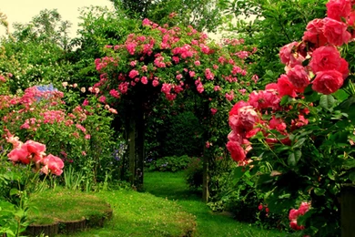 Rose Garden Wallpapers