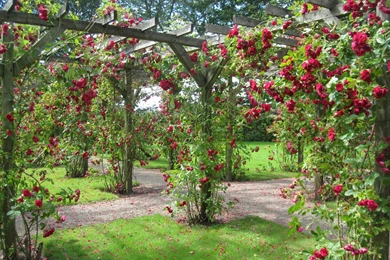 Gardens Wallpaper: Rose Garden Free Hd Wallpapers In Red Yellow ...