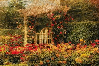 A Bench In The Rose Garden (