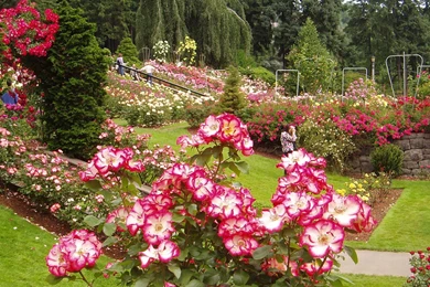 1600x1200px Sweet Rosegarden