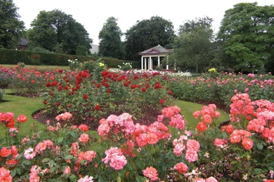 ROSE GARDEN WALLPAPER (