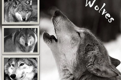 Dogs: Wolves Animal Wolf Lobo Animais Wallpapers Pictures Free For ...