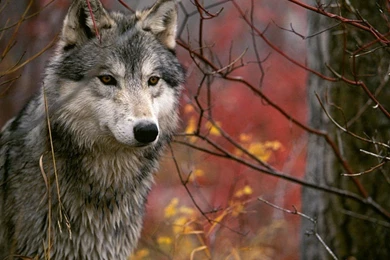 My Free Wallpapers Nature Wallpapers : Grey Wolf