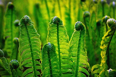 Spring Scenery 1920x HD Heavenly Wallpapers Free HD Wallpapers ...